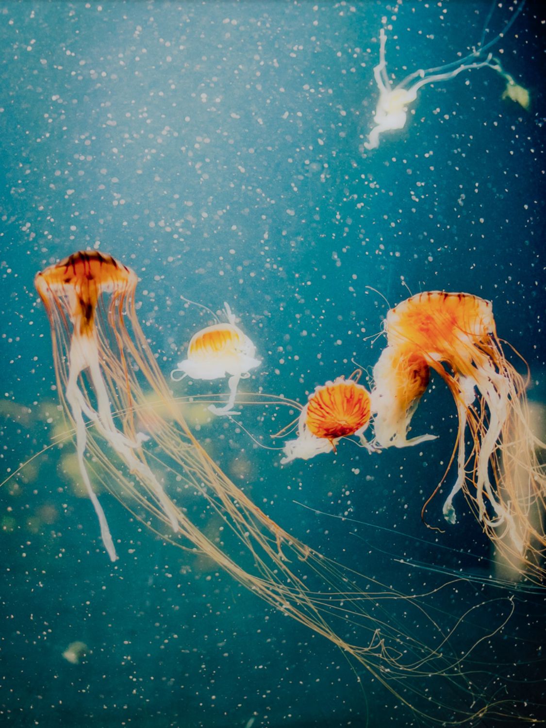 Jellyfish Glass Wall Art Picture