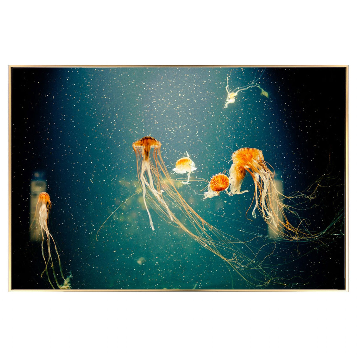 Jellyfish Glass Wall Art Picture