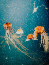 Jellyfish Glass Wall Art Picture