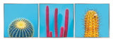 Framed Acrylic Pictures – Cactus (Set of 3)