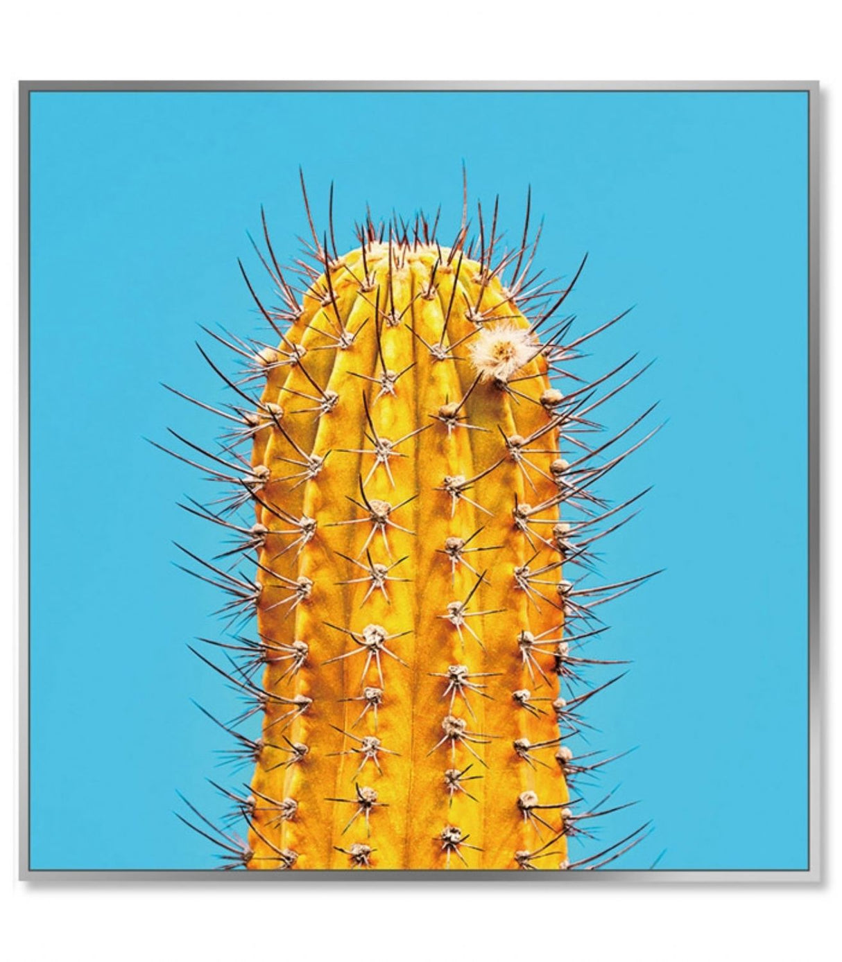 Framed Acrylic Pictures – Cactus (Set of 3)